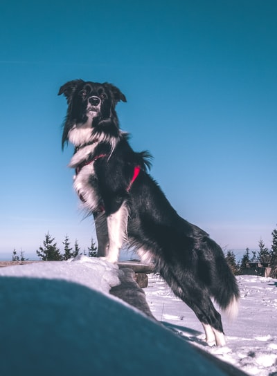 站在雪地里的黑白长毛狗